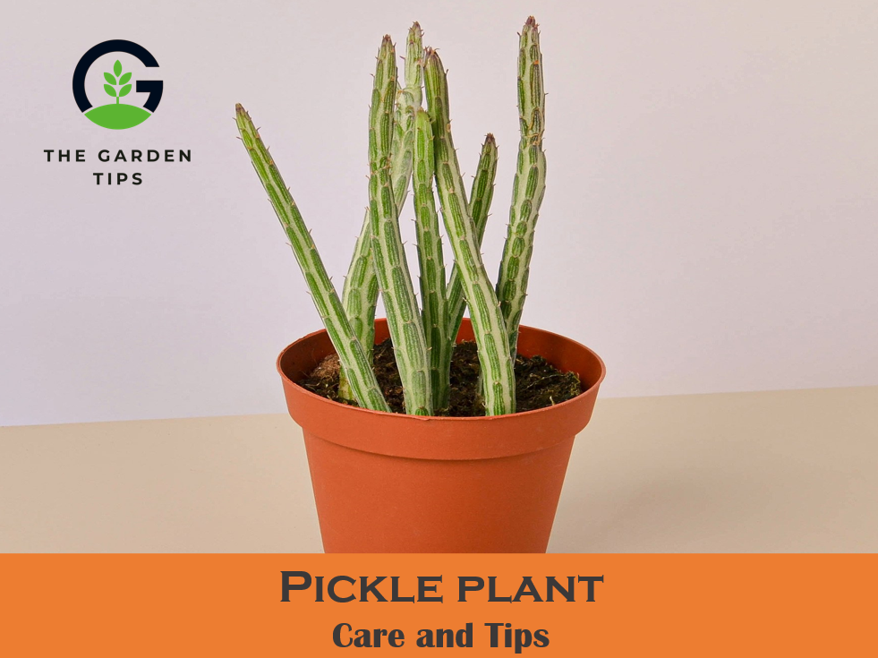 Best tips to grow pickle plant