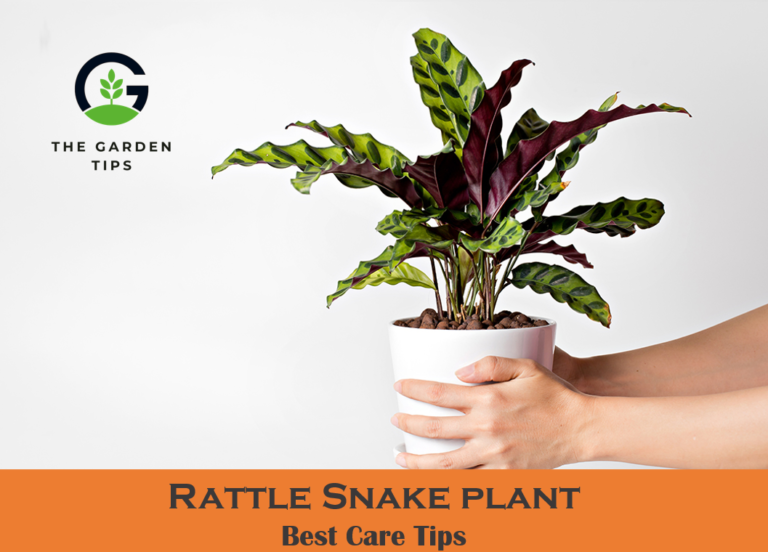 How To Care for a Rattlesnake Plant? Best Tips