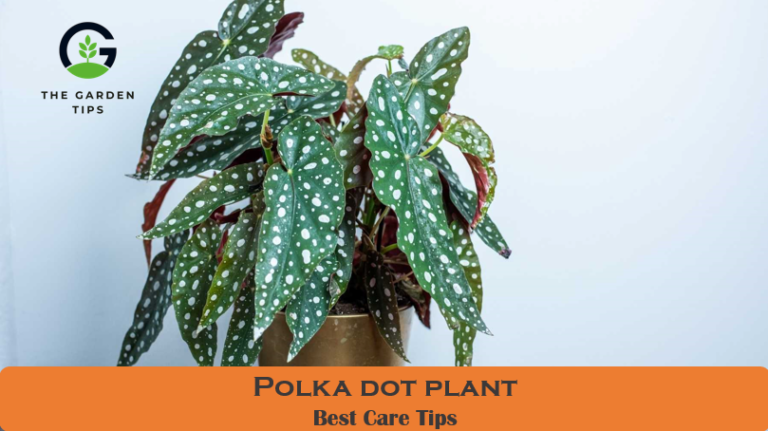 How do I Care for Polka Dot Plant