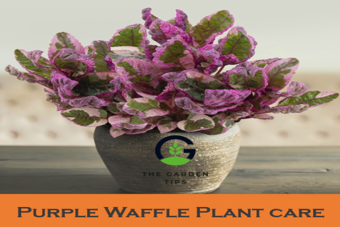How to Care for Purple Waffle Plant – Best Care Guide