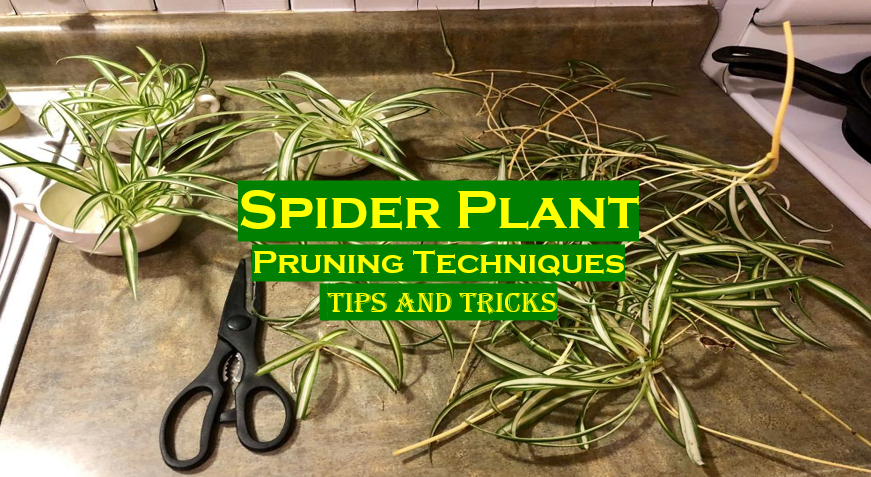 Best Tips and tricks to prune spider plant