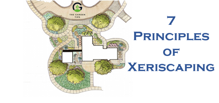 How to Practice 7 Principles of Xeriscaping