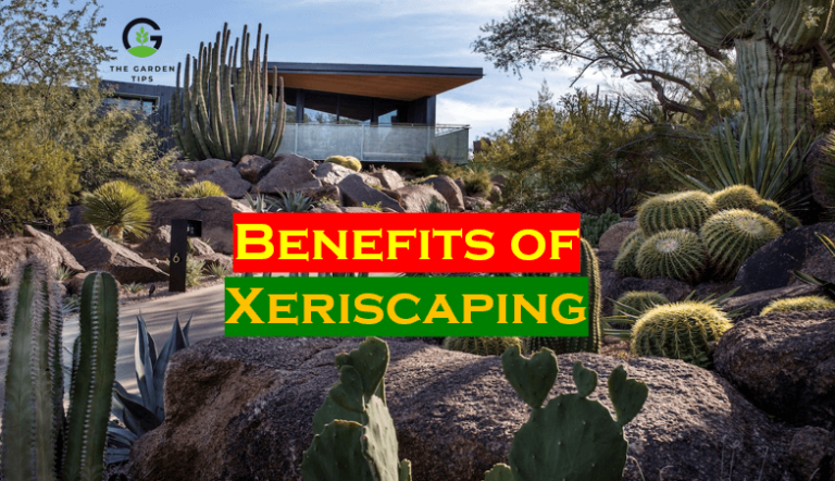 Benefits of Xeriscaping