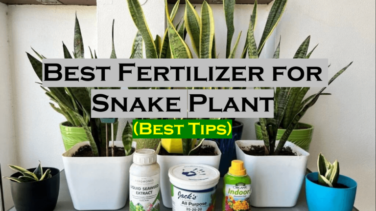 Best Guide on Fertilizer Requirement for Snake Plant