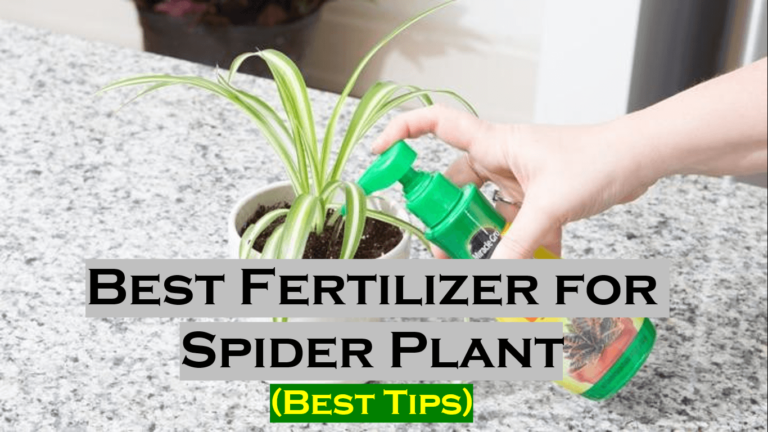 What is the Fertilizer Requirement of Spider Plant