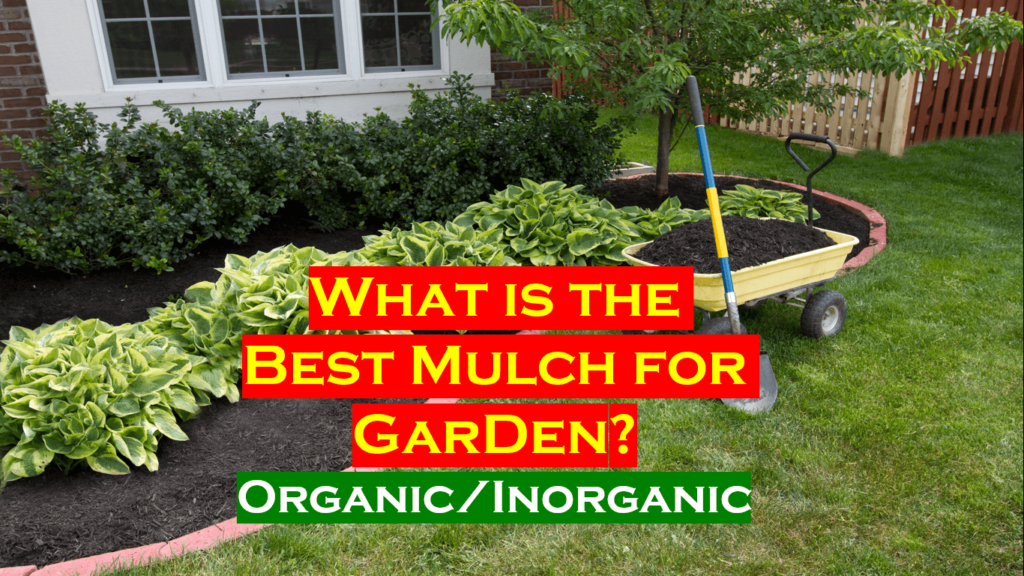 What is the best garden mulch among organic or inorganic mulches