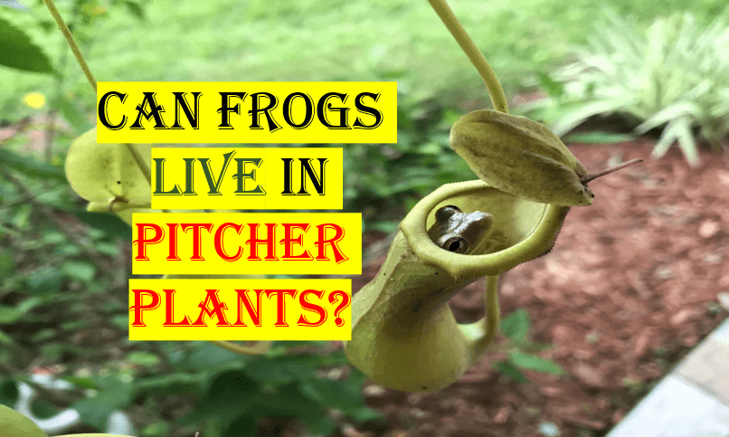 Can frogs live in pitcher plants