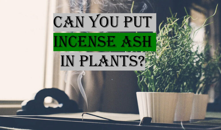 Can you put incense ash in plants