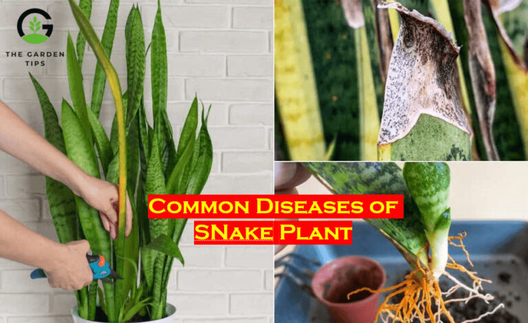 Common Diseases of Snake Plant