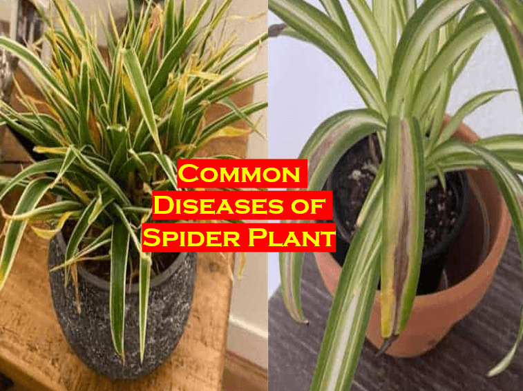 Common Diseases of Spider Plant