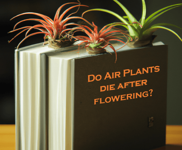 Do Air Plants die after flowering