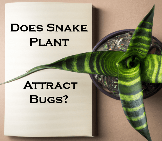 Does Snake Plant Attract Bugs