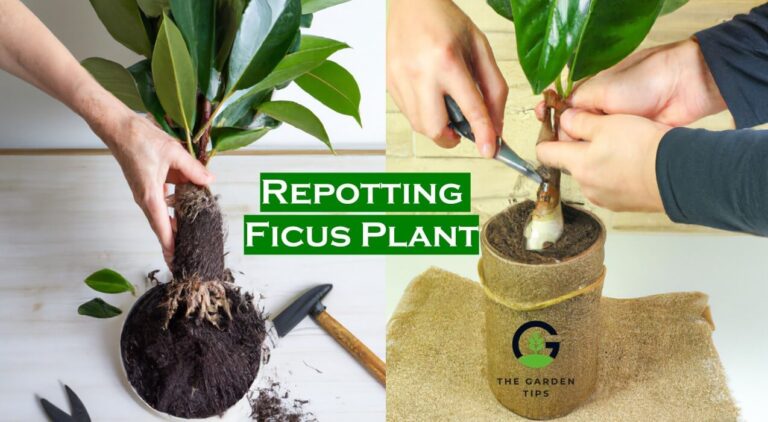 Ficus Plant Repotting – Best Technique with Tips and Tricks