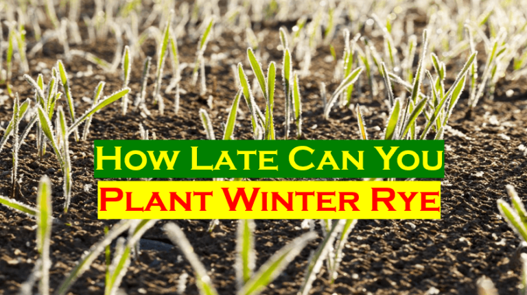 How Late Can You Plant Winter Rye