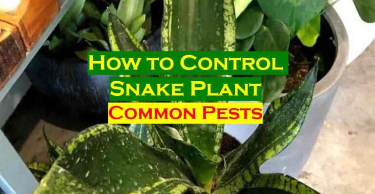 How to Control pests of Snake Plant