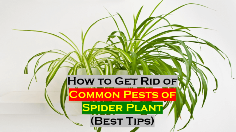 How to Get Rid of Common Pests of Spider Plant