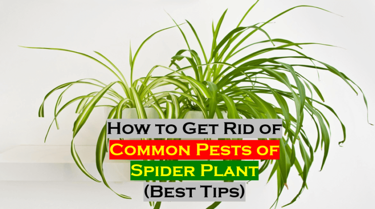 How to get rid of Spider Plant Pests (Best Tips and Complete Guide)