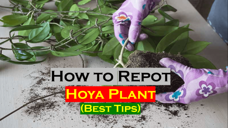 Hoya Repotting Best Technique