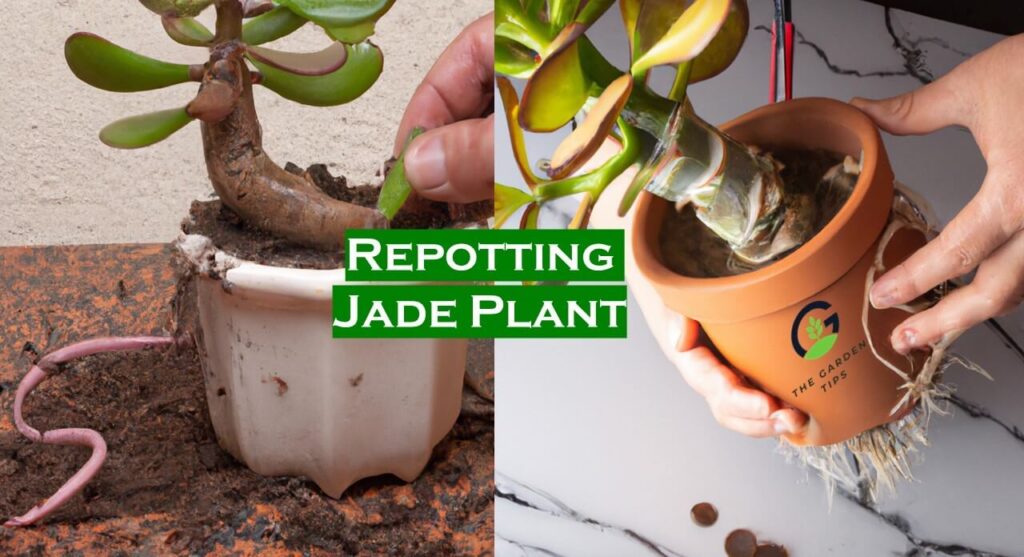 Complete Jade Plant Repotting Guide The Garden Tips