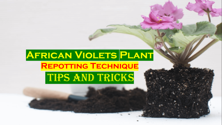 Repotting African Violets (Best and Easy Technique)