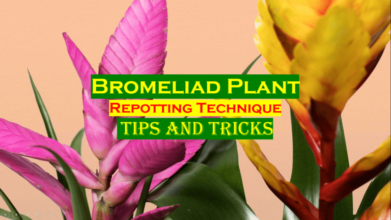 Repotting Bromeliad Plant (Best and Easy Technique)