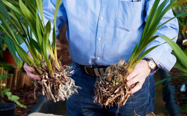 Repotting Cymbidium Orchids technique