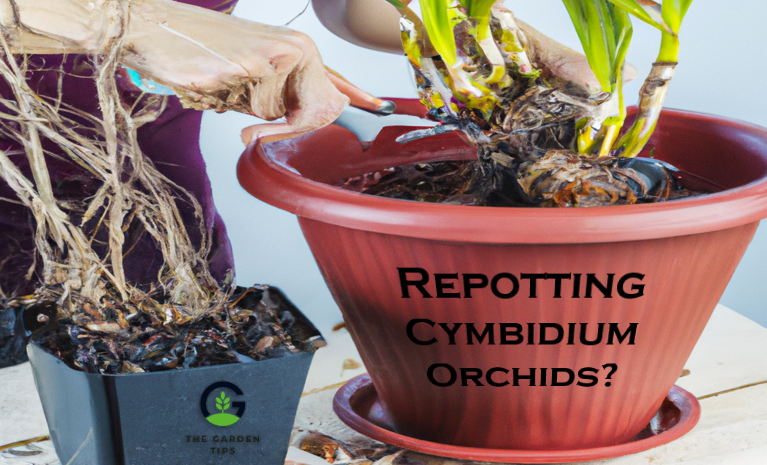 Expert Tips For Repotting Cymbidium Orchids The Garden Tips 