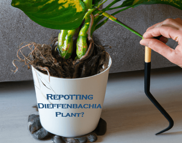 Repotting Dumb Cane Plant (Dieffenbachia) Best Guide