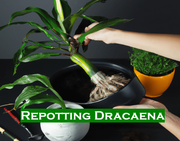 Expert Guide for Repotting Dracaena Plant