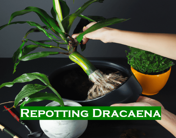 Repotting Dracaena best tips and guide