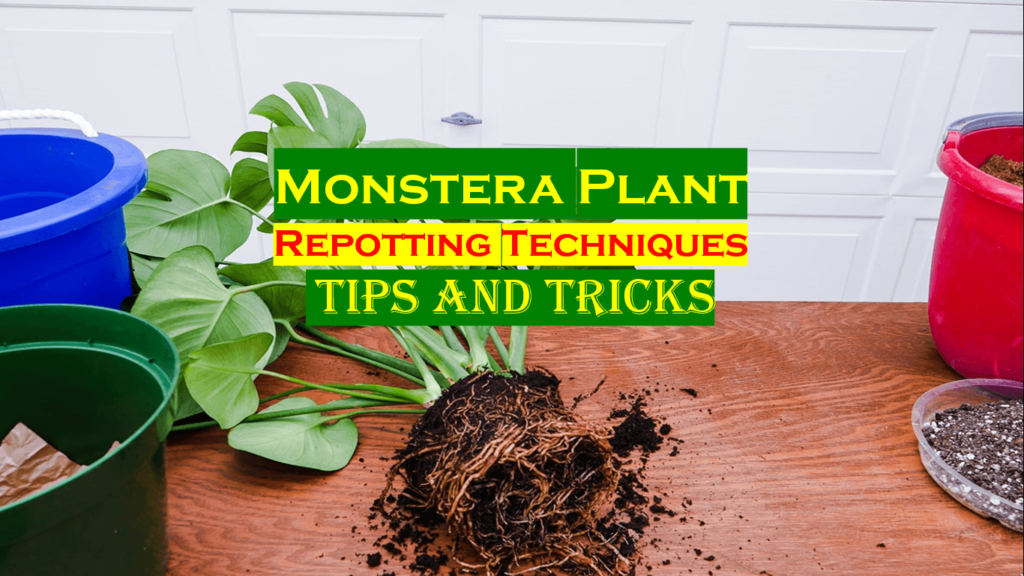 Repotting Techniques of Monstera Plant