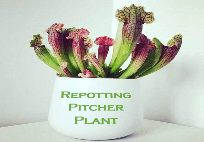 Repotting Pitcher Plant