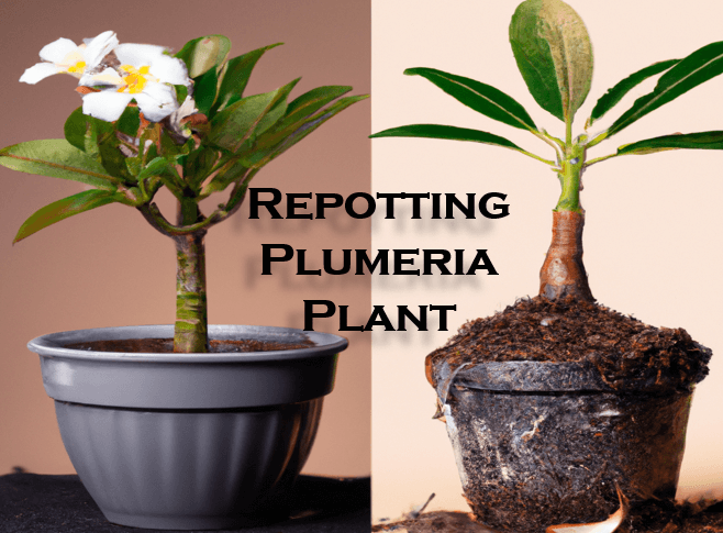 Repotting Plumeria Plant