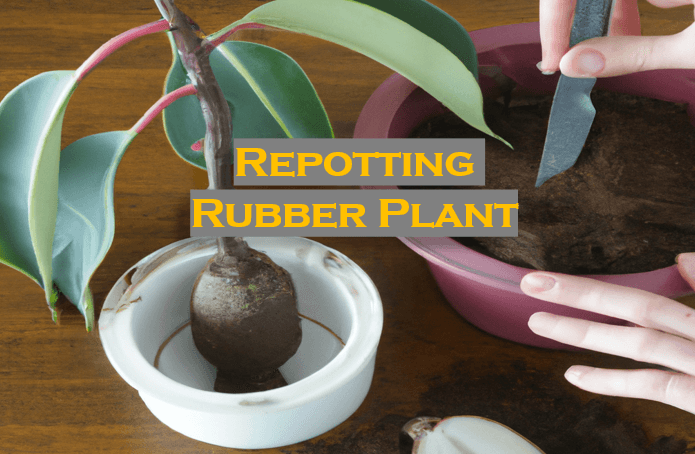 Expert Guide on Repotting Rubber Plant