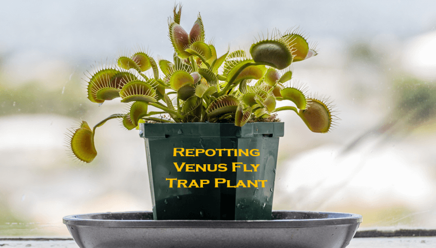 Repotting Venus Fly Trap