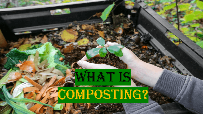 What is Composting? What is the process of composting? What Are the Different Kinds of Composting?