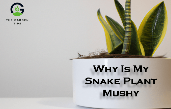 Why Is My Snake Plant Mushy, 7 Reasons for Mushy Snake Plant, Solutions to Mushy Snake Plant