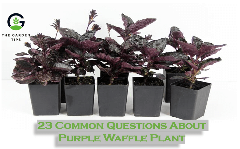 23 Common Questions about Purple Waffle Plant