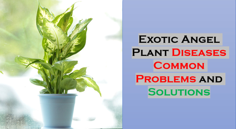 Exotic Angel Plant Diseases: Common Problems and Solutions