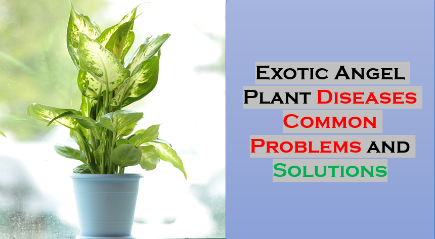 Exotic angel plant diseases: causes and solution