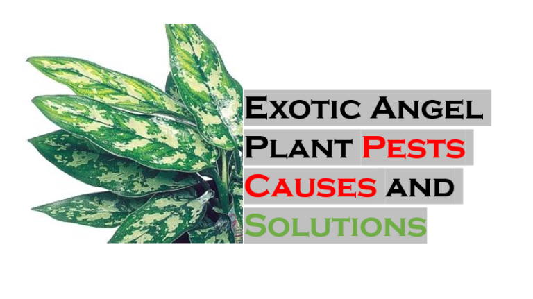 Exotic Angel Plant Pests: Causes and Solutions