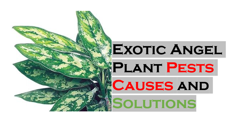 Exotic angel plant pests and their control