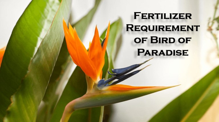 Fertilizer Requirement of Bird of Paradise