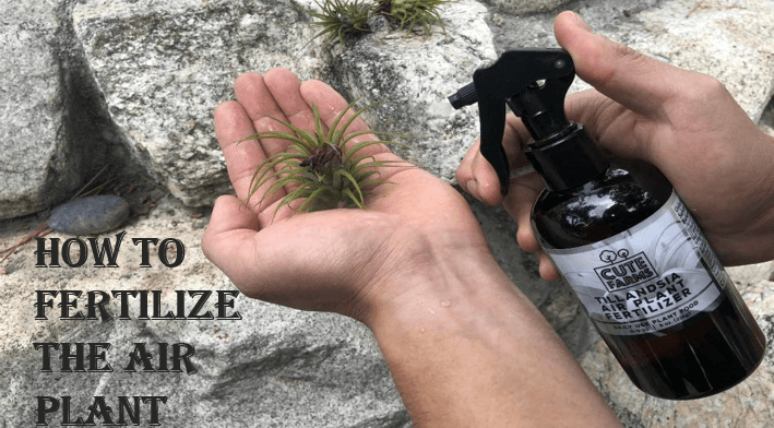 How to Fertilize the Air Plant