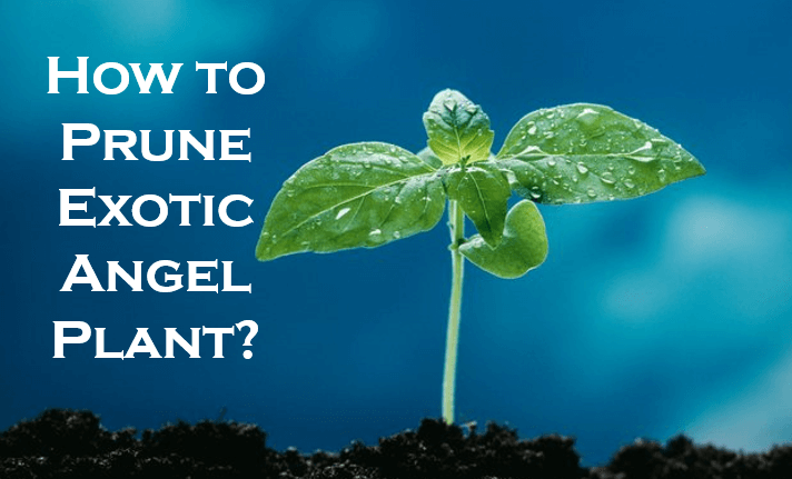 How to prune exotic angel plant