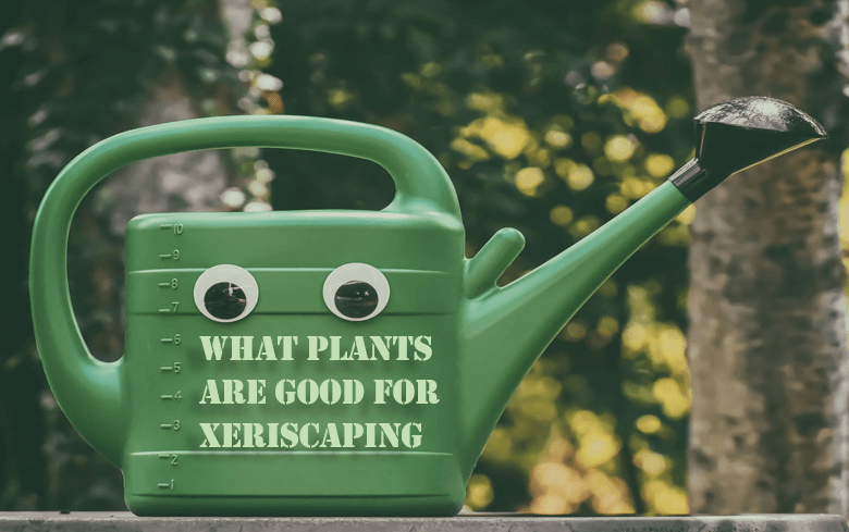 What plants are good for xeriscaping, how to choose plants for xeriscape