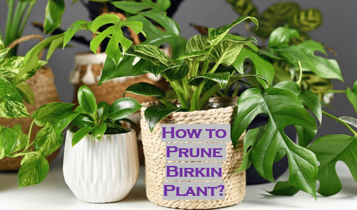 How to Prune Birkin Plant