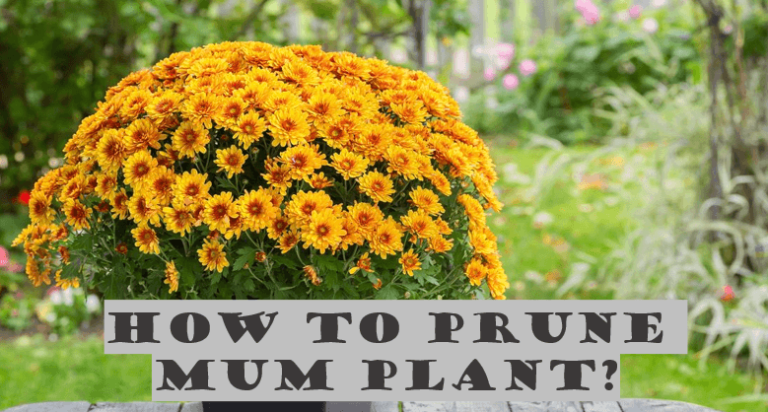 How to Prune Mums Plant (Complete Information)