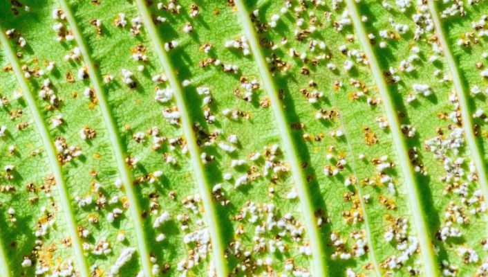 Aphids Attack On Plumeria? Here’s How To Fight Back!