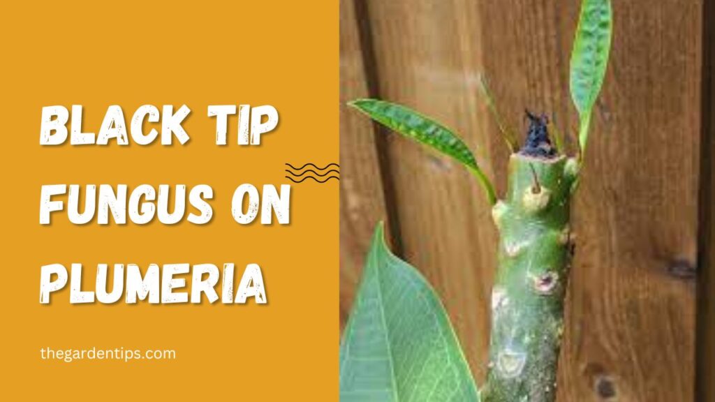 black tip fungus on plumeria, how to treat and prevent plumeria plant